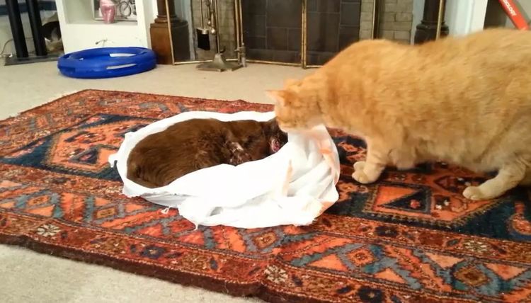 ky com_深圳六成以上国土面积将建为城市绿地(图1)