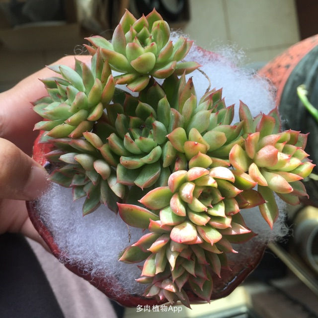 kycom：加纳木材出口欧盟市场比重大(图3)